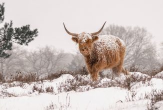 Preventing Cold Stress in Cattle